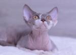 N - Devon Rex Cat For Sale - Philadelphia&comma; PA&comma; US