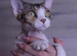 Lolita - Devon Rex Cat For Sale - Philadelphia&comma; PA&comma; US