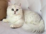 Male with blue eyes - British Shorthair Cat For Sale - Wheeling&comma; IL&comma; US