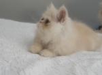 Gaston - Persian Cat For Sale - Muscle Shoals&comma; AL&comma; US