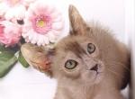 Herman - Abyssinian Cat For Sale - Pembroke Pines&comma; FL&comma; US