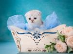 King kitten - Scottish Fold Cat For Sale - Hollywood&comma; FL&comma; US