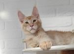 Wizard - Maine Coon Cat For Sale - Hollywood&comma; FL&comma; US