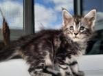 Botagoz - Maine Coon Cat For Sale - Hollywood&comma; FL&comma; US