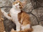 Irvin Polydactyl - Maine Coon Cat For Sale - Hollywood&comma; FL&comma; US