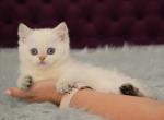 Zemfira - Brazilian Shorthair Cat For Sale - Hollywood&comma; FL&comma; US