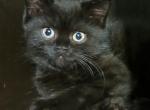 Blink - British Shorthair Cat For Sale - Copperas Cove&comma; TX&comma; US