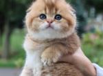Theo - Scottish Fold Cat For Sale - Levittown&comma; PA&comma; US
