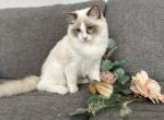 Pearl Blue - Ragdoll Cat For Sale - NC&comma; US