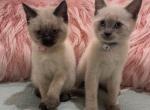 Ellie & Jack's second litter - Siamese Cat For Sale - Ypsilanti&comma; MI&comma; US