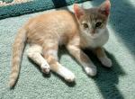 Ginger - Domestic Cat For Sale - Barto&comma; PA&comma; US