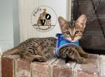 F2 Savannah Female Phoebe - Savannah Cat For Sale - Camden&comma; NJ&comma; US