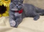 Tanya - Scottish Straight Cat For Sale - North Richland Hills&comma; TX&comma; US