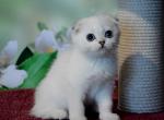Ferrari - Scottish Fold Cat For Sale - Chicago&comma; IL&comma; US