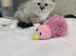 Fiona - Ragdoll Cat For Sale - Freeburg&comma; PA&comma; US