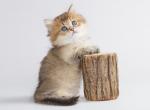 Life Star - Munchkin Cat For Sale - Hollywood&comma; FL&comma; US
