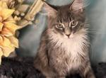 Maine Coon Tiger Girl - Maine Coon Cat For Sale - Wisconsin Rapids&comma; WI&comma; US