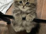 Male Persian Ragdoll - Persian Cat For Sale - McKinney&comma; TX&comma; US