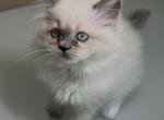 Mittens - Ragdoll Cat For Sale - Hamtramck&comma; MI&comma; US