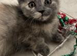 Penny - Munchkin Cat For Sale - West Palm Beach&comma; FL&comma; US
