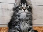 Martin - Maine Coon Cat For Sale - Hollywood&comma; FL&comma; US