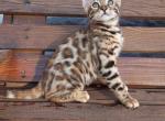 Happy - Bengal Cat For Sale - Miami&comma; FL&comma; US