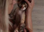 F I ona - Devon Rex Cat For Sale - Philadelphia&comma; PA&comma; US