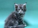 Aphrodite - Maine Coon Cat For Sale - Miami&comma; FL&comma; US