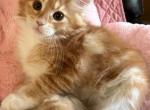 Lily - Maine Coon Cat For Sale - Manchester Township&comma; NJ&comma; US