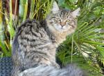 Bonifeces - Siberian Cat For Sale - Melbourne&comma; FL&comma; US