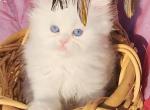 CFA registered Beautiful white blue eyed Doll face - Persian Kitten For Sale - San Jose&comma; CA&comma; US
