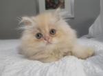 Alexander - Persian Cat For Sale - Muscle Shoals&comma; AL&comma; US