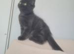 Missy - Exotic Cat For Sale - Muscle Shoals&comma; AL&comma; US