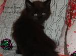 Atlas - Maine Coon Cat For Sale - Santa Maria&comma; CA&comma; US