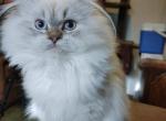 Loving Blue Point Registered Himalayan - Himalayan Cat For Sale - Perry&comma; FL&comma; US