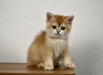 Simba - British Shorthair Cat For Sale - Philadelphia&comma; PA&comma; US