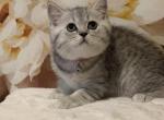 Gabriela & Juliette - British Shorthair Cat For Sale - Philadelphia&comma; PA&comma; US