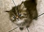 Beastie Black Mackerel Tabby Persian - Persian Cat For Adoption - Las Vegas&comma; NV&comma; US