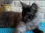 Lucas - Maine Coon Cat For Sale - Brighton&comma; CO&comma; US