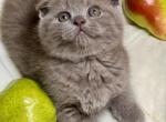 Tom - Scottish Fold Cat For Sale - New York&comma; NY&comma; US