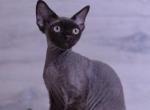 Pickle - Devon Rex Cat For Sale - Philadelphia&comma; PA&comma; US