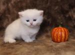 High Percentage British Shorthair Munchkin Kittens - Munchkin Kitten For Sale - 