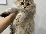 Scottish Fold Golden Female - Scottish Fold Cat For Sale - Thornton&comma; CO&comma; US