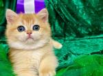 Babies of the Champion - British Shorthair Cat For Sale - Fort Wayne&comma; IN&comma; US