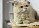 Little Yellow - Scottish Straight Cat For Sale - Miami&comma; FL&comma; US