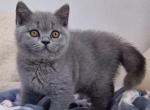 Filipo - British Shorthair Cat For Sale - Hollywood&comma; FL&comma; US