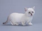 Gommer - Munchkin Cat For Sale - Hollywood&comma; FL&comma; US
