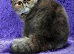 Kiss - Exotic Cat For Sale/Retired Breeding - Philadelphia&comma; PA&comma; US