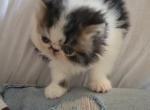 Black and white persian female - Persian Cat For Sale - MA&comma; US