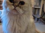 Sweet Loving Registered Himalayan - Himalayan Cat For Sale - Perry&comma; FL&comma; US